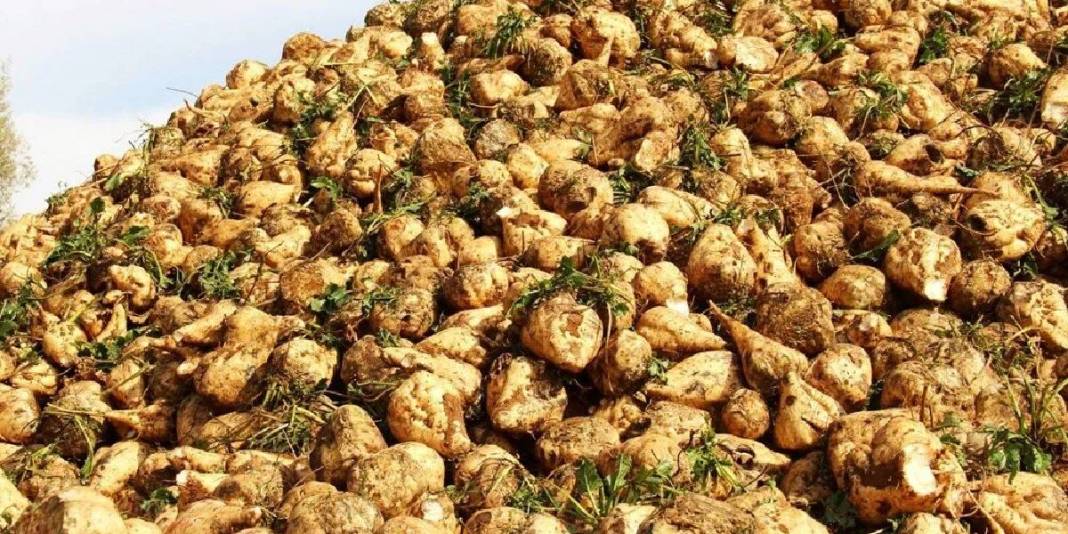 Sulaması gübrelemesi her şeyi titizlikle yapılıyor, verimi bol alınıyor! Çiftçinin göz bebeği:Makinelerle kolayca hasat ediliyor 5